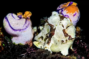 Ascidian Prints: Warty frogfish (Antennarius maculatus) hiding between Royal seasquirts (Polycarpa aurata) on a coral reef