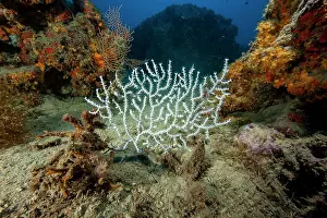 Italy Prints: Warty gorgonian (Eunicella verrucosa) on seabed