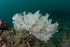 Anthozoans Gallery: Warty / Pink sea fan coral {Eunicella verrucosa} white form, Channel Islands, UK