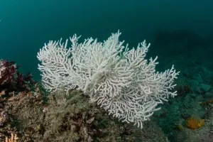 Cnidarians Prints: Warty / Pink sea fan coral {Eunicella verrucosa} white form, Channel Islands, UK