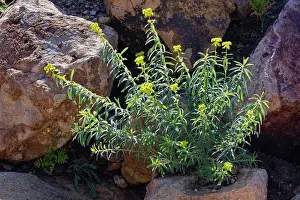Euphorbia Prints: Warty spurge (Euphorbia squamigera) clump flowering
