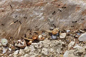 Busy Prints: Wasmann's harvester ant (Messor wasmanni) workers carrying grass seeds to their nest on a rocky coastal hillside