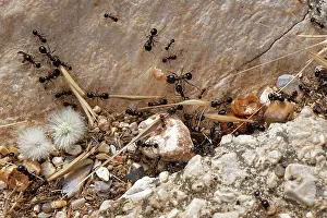 Busy Prints: Wasmann's harvester ant (Messor wasmanni) workers carrying grass seeds to their nest on a rocky coastal hillside