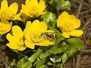 Images Dated 11th June 2019: Wasp nectaring on Marsh marigold (Caltha palustris), picking up pollen on head, thorax