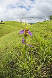 Lilianae Collection: Wasp orchid, (Ophrys apifera var. trollii) growing on Cleeve Hill near Cheltenham