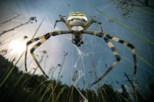 Meadow Prints: Wasp spider (Argiope bruennichi) female