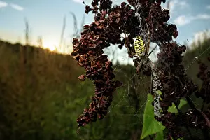 Meadow Prints: Wasp spider (Argiope bruennichi) female
