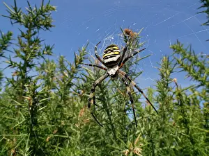 Rosanae Prints: Wasp spider (Argiope bruennichi) female