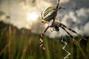 Meadow Prints: Wasp spider (Argiope bruennichi) female in its web feeding on prey in a meadow at sunset