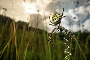 Meadow Prints: Wasp spider (Argiope bruennichi) female in its web feeding on prey in a meadow at sunset