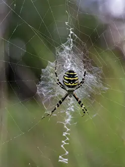 Wasp spider (Argiope bruennichi) on its web, Finland. August