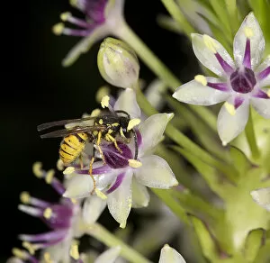 Images Dated 30th May 2019: Wasp (Vespula germanica) nectaring on Pineapple lily (Eucomis comosa)