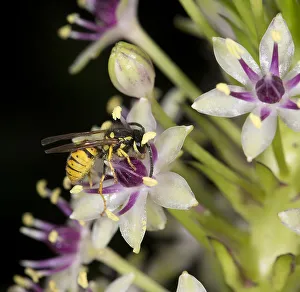Asparagaceae Prints: Wasp (Vespula germanica) nectaring on Pineapple lily (Eucomis comosa)