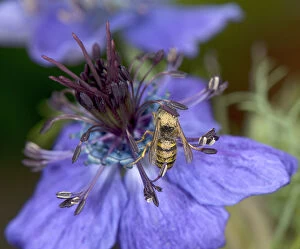 Heather Angel Gallery: Wasp walking around a Spanish love-in-a-mist (Nigella hispanica) flower to sip nectar