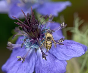 Heather Angel Prints: Wasp walking around a Spanish love-in-a-mist (Nigella hispanica) flower to sip nectar