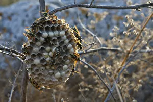 Wasps on nest, Bagerova Steppe, Kerch Peninsula, Crimea, Ukraine, July 2009