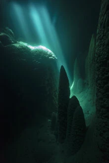 2018 May Highlights Collection: Under water in the Abismo Anhumas or Anhumas Abyss. This is a 80 metre deep lake