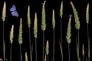 Images Dated 11th February 2010: Water bent grass (Agrostis semiverticillata) and Eschers blue butterfly (Polyommatus
