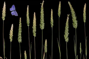 Butterflies Prints: Water bent grass (Agrostis semiverticillata) and Eschers blue butterfly (Polyommatus