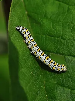 Noctuid Prints: Water betony moth (Shargacucullia scrophulariae) caterpillar on a leaf