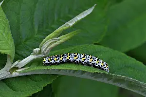 Noctuid Prints: Water betony moth (Shargacucullia scrophulariae) caterpillar on a leaf