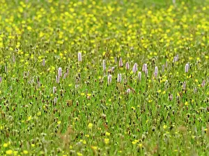 Ranunculaceae Prints: Water bistort (Persicaria amphibia) and Buttercups (Ranunculus sp)