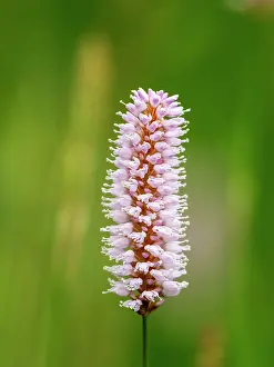 Buckwheat Prints: Water bistort (Persicaria amphibia) in flower, Ambleside, Lake District, Cumbria, UK. May