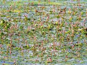 Buckwheat Prints: Water bistort (Persicaria amphibia) in flower on Lake Windermere