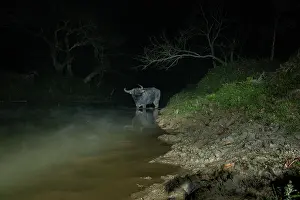 Crossing Prints: Water buffalo (Bubalus bubalis) crossing forest stream at night