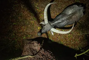 Directly Above Prints: Water buffalo (Bubalus bubalis) standing next to a tree in forest at night