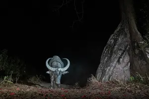 Mallow Prints: Water buffalo (Bubalus bubalis) walking pass huge buttress root of Silk cotton tree (Bombax ceiba)