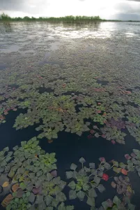 Montenegro Prints: Water caltrop / chestnut (Trapa natans) plants growing on water surface, Lake Skadar