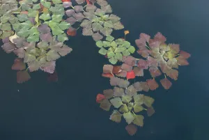 Water caltrop / chestnut (Trapa natans) on water surface, Lake Skadar, Lake Skadar National Park