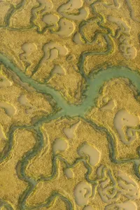 Images Dated 15th March 2012: Water channels making patterns in saltmarsh, seen from the air. Abbotts Hall Farm