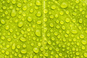 Droplets Gallery: Water droplets on leaf creating a natural pattern, Tresco Tropical Garden, Tresco