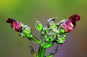 Indoors Prints: Water figwort (Scrophularia auriculata) flowers