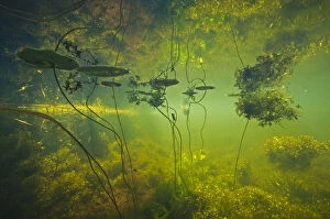 Water filled ditch with shadow of a tree on water with Fringed waterlily (Nymphoides