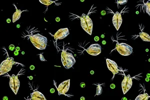 Water fleas (Daphnia sp. ) and a green algae (Volvox aureus) in water from a garden pond