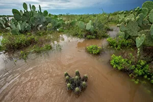December 2022 Highlights Gallery: Water flooding across Prickly pear (Opuntia sp.) landscape, South Texas, USA. May, 2021