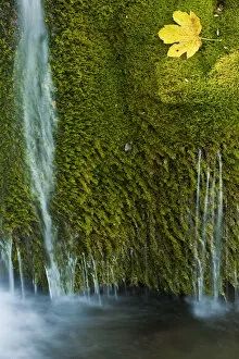 Water flowing over moss with a Sycamore leaf, Kosjak lake, Plitvice Lakes National Park