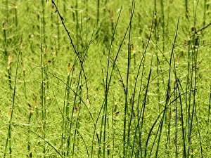 Pteridophyte Prints: Water horsetail (Equisetum fluviatile) dense stand of sterile stems in a shallow lake margin