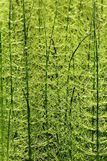 Pteridophyte Prints: Water horsetail (Equisetum fluviatile) dense stand of sterile stems in a shallow lake margin