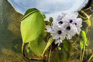 Liliaceae Prints: Water hyacinth (Eichhornia sp.) in flower underwater, Pantanal, Mato Grosso, Brazil