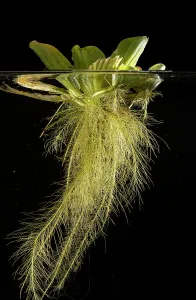 Alismatales Prints: Water lettuce (Pistia stratiotes) with submerged roots in aquarium