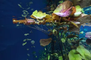 Images Dated 9th May 2016: Water lilies in the Cenote Nicte Ha, Quintana Roo, Yucatan Peninsula, Mexico. May