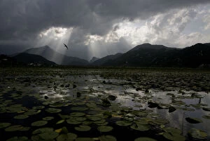 Wild Wonders of Europe 4 Gallery: Water lilies covering surface of Lake Skadar with rays of sun coming through clouds