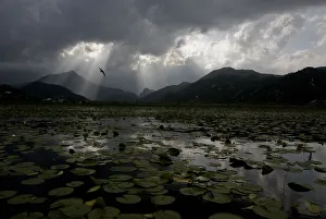 Montenegro Prints: Water lilies covering surface of Lake Skadar with rays of sun coming through clouds