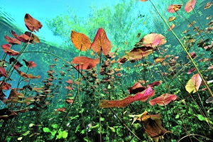 Images Dated 2013 February: Water lilies (Nymphaeaceae) seen from below, Cenote Car Wash / Aktun Ha, Mexico