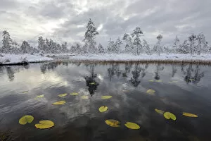 Images Dated 26th October 2012: Water lily leaves in bog pool, with snow covered pine forest in the background, Tartumaa, Estonia