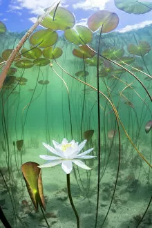 Flower Gallery: Water lily (Nymphaea alba) flower underwater in lake, Ain, Alps, France, June